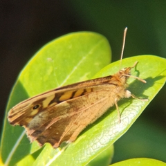 Pararge aegeria