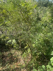 Bourreria cassinifolia