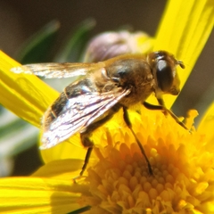 Eristalis tenax