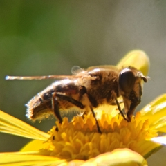 Eristalis tenax