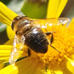Eristalis tenax