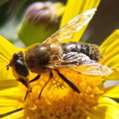 Eristalis tenax