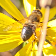 Eristalis tenax