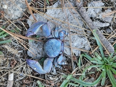 Petrolisthes violaceus