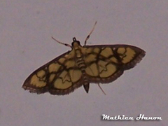 Goniorhynchus exemplaris