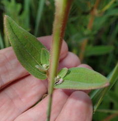 Argyrella canescens