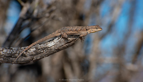 Ornate Tree Lizard, photo 3 of 8