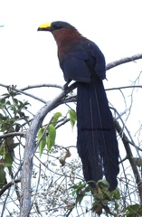 Rhamphococcyx calyorhynchus