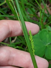 Carex oxylepis