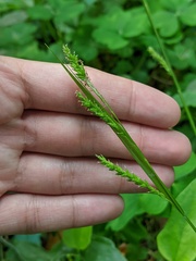Carex oxylepis