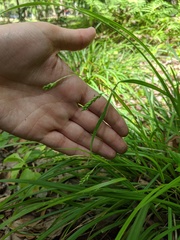 Carex oxylepis