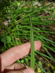 Carex oxylepis