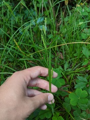 Carex oxylepis