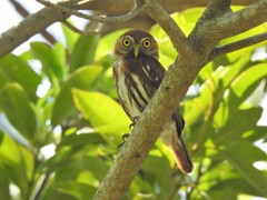 Glaucidium brasilianum