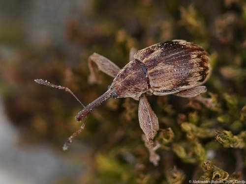 Cherry weevil, photo 5 of 7