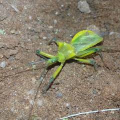 Ploeogaster
