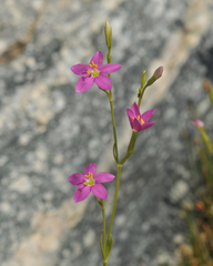 Zeltnera calycosa