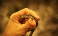 Tropidosaura gularis