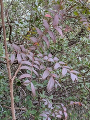 Pistacia × saportae