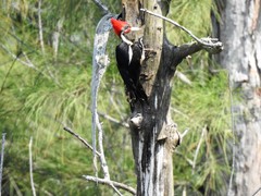 Dryocopus lineatus