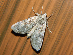 Anaplectoides pressus