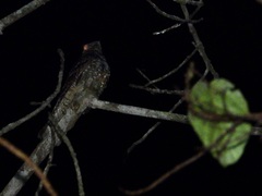 Caprimulgus jotaka