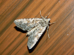 Anaplectoides pressus
