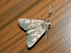Anaplectoides pressus
