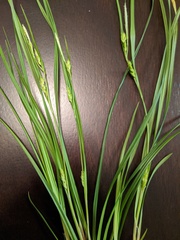 Carex paeninsulae
