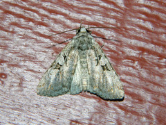Anaplectoides pressus