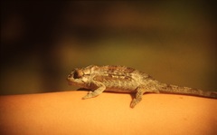 Bradypodion damaranum