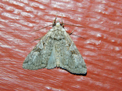 Anaplectoides pressus