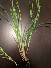 Carex paeninsulae