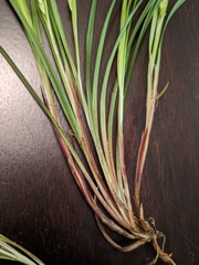 Carex paeninsulae