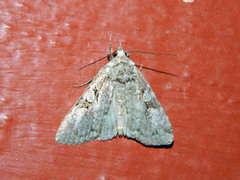 Anaplectoides pressus