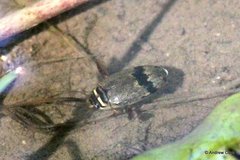 Thermonectus nigrofasciatus
