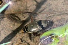 Thermonectus nigrofasciatus