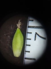 Carex paeninsulae