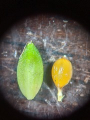 Carex paeninsulae