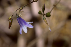 Conanthera