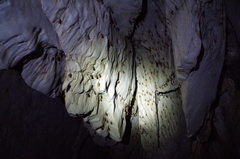 Hipposideros diadema