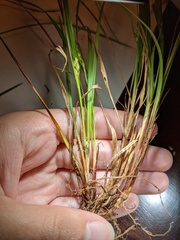 Carex paeninsulae