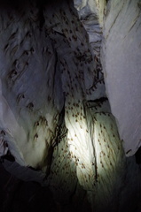 Hipposideros diadema