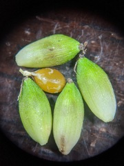 Carex paeninsulae