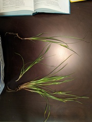 Carex paeninsulae