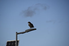 Buteo buteo