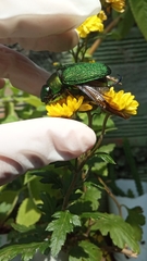 Chrysophora chrysochlora