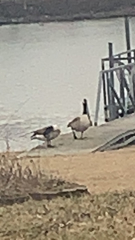 Branta canadensis