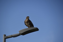 Buteo buteo