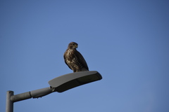 Buteo buteo